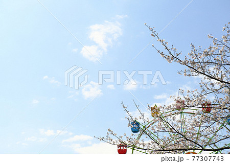 桜が咲く心地よい晴れの日の城山公園 桜が咲く心地よい晴れの日の城山公園 77307743