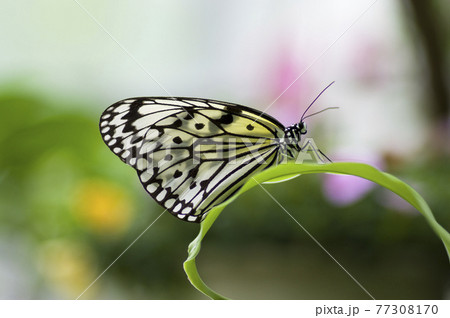 白と黒の蝶の名前はオオゴマダラです 学名はidea Leuconoeです の写真素材