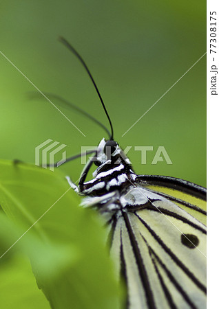 白と黒の蝶の名前はオオゴマダラです 学名はidea Leuconoeです の写真素材