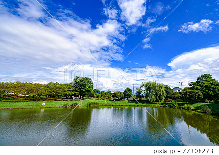（埼玉県）夏空と西城沼公園の沼 77308273