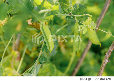 Gardening and agriculture concept. Perfect green fresh ripe organic peas ready to harvesting on branch in garden. Vegan vegetarian home grown food production. Local garden produce clean pea pods. Gardening and agriculture concept. Perfect green fresh ripe organic peas ready to harvesting on branch in garden. Vegan vegetarian home grown food production. Local garden produce clean pea pods. 77308326