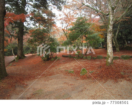 雨の日の紅葉谷公園 77308501