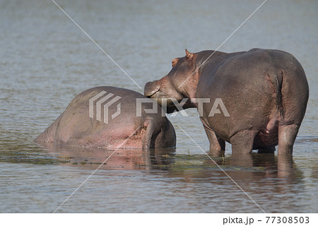 Playing Hippopotamus , Kruger National Park , Africa 77308503