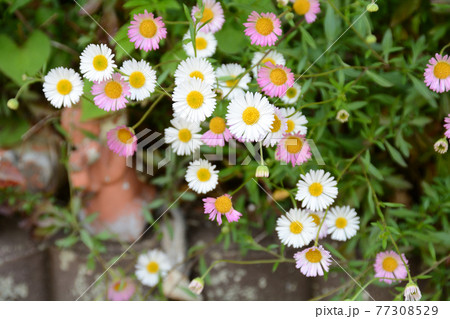 春の小さな花々 エリゲロン 春の小さな花々 エリゲロン 77308529