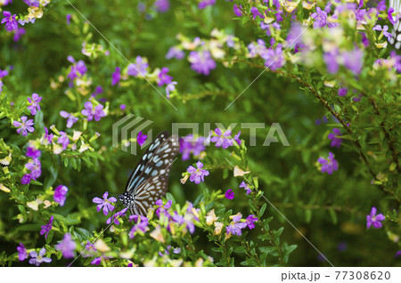 この蝶はリュウキュウアサギマダラ（琉球浅葱）です。学名：Ideopsis similisです。 77308620