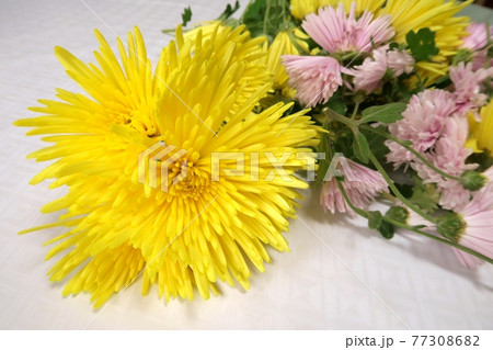 Yellow and pink chrysanthemums on a white table. 77308682
