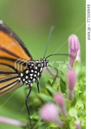 この蝶の名前はスジグロカバマダラです。学名はSalatura genutiaです。 77308848