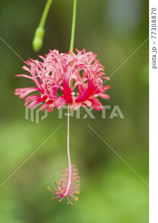 植物園にフウリンブッソウゲ（風鈴仏桑花）の花が咲いています。 77308870