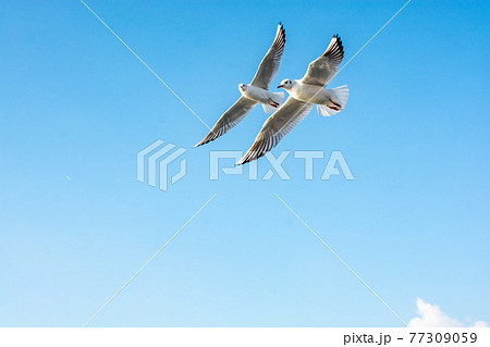 Seagulls flying in sky of Istanbul of Turkey Seagulls flying in sky of Istanbul of Turkey 77309059