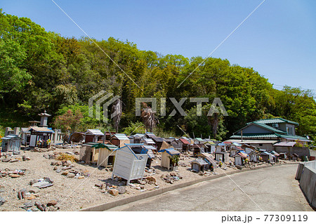 樹齢1200年の巨木がそびえる神秘の小島　志々島 77309119