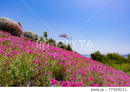 樹齢1200年の巨木がそびえる神秘の小島　志々島 77309211