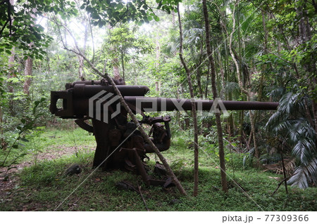 父島の戦跡　コーヒー山の高角砲 77309366