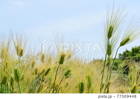 オオムギ（大麦）と畑作と青空 77309448