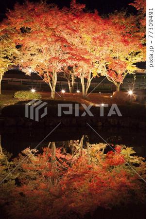 【岐阜県土岐市】曽木公園の紅葉のライトアップ 77309491