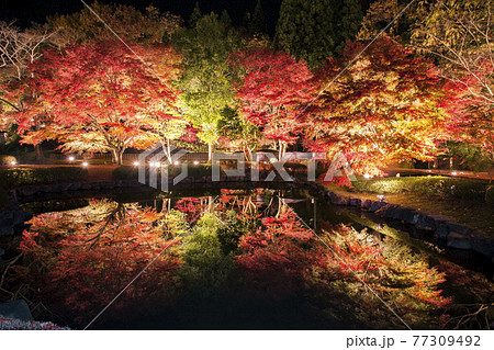 【岐阜県土岐市】曽木公園の紅葉のライトアップ 77309492