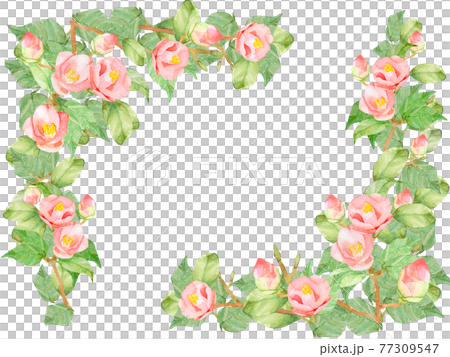 椿　バラ　水彩フレーム　他複数バリエーションあります 77309547