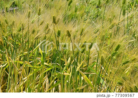 オオムギ（大麦）と畑作と晴れ 77309567
