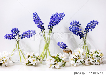 Tender blue muscari flowers in glass jugs Tender blue muscari flowers in glass jugs 77309744