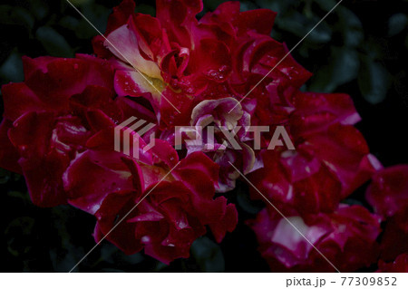 駕与丁公園の5月のピンクの深紅のバラ 77309852