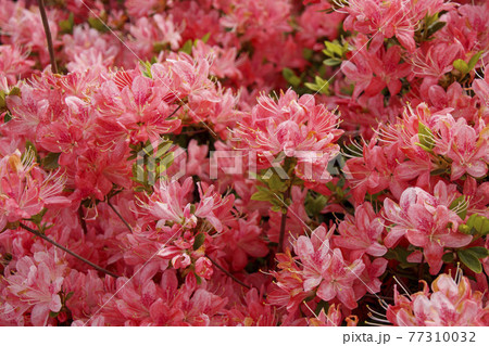 クルメツツジ此の花 77310032