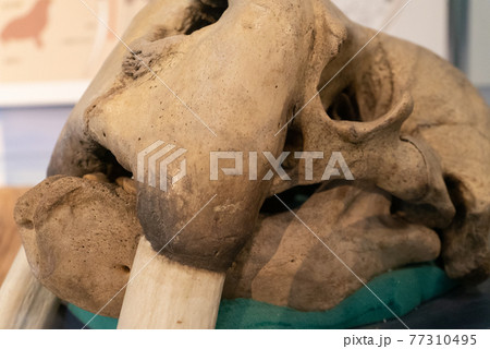 セイウチの化石 77310495