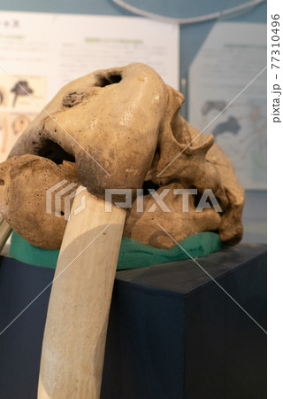 セイウチの化石 セイウチの化石 77310496
