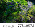 藤の花③（オートン効果） 77310578