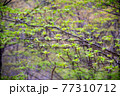 新緑の季節 77310712