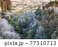 梅の花咲く箕郷梅林①（オートン効果） 77310713