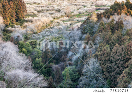 梅の花咲く箕郷梅林①（オートン効果） 77310713