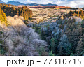 梅の花咲く箕郷梅林① 77310715