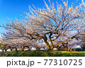 青空と梅の花 77310725