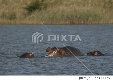 Playing Hippopotamus , Kruger National Park , Africa 77311175