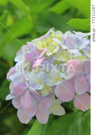 日本の6月 ピンクと水色の紫陽花のクローズアップの写真素材