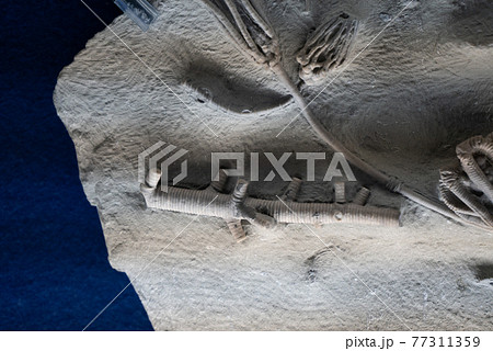 ウミユリ綱の化石 77311359