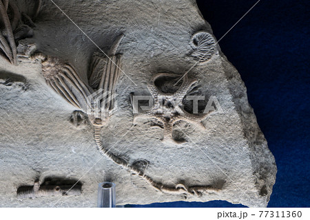 ウミユリ綱の化石 77311360