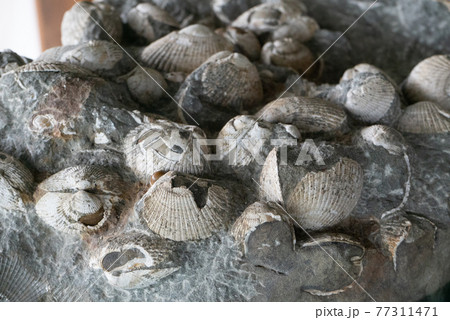 二枚貝の化石 77311471