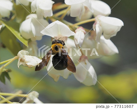 白フジに訪花するクマンバチ 白フジに訪花するクマンバチ 77311607