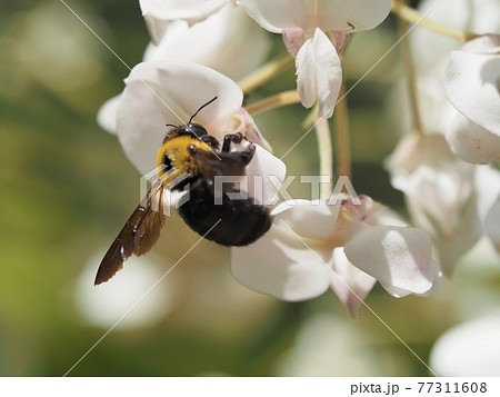 白フジに訪花するクマンバチの写真素材