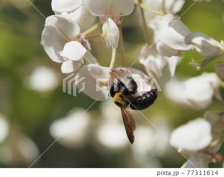 白フジに訪花するクマンバチの写真素材