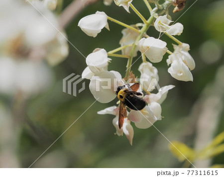 白フジに訪花するクマンバチ 白フジに訪花するクマンバチ 77311615