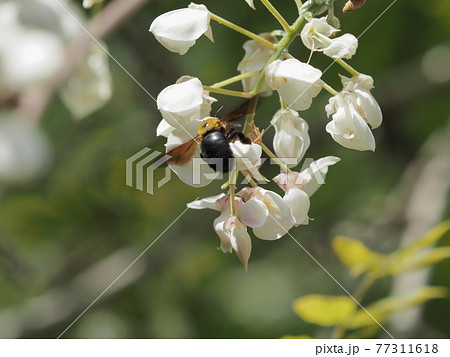 白フジに訪花するクマンバチ 白フジに訪花するクマンバチ 77311618