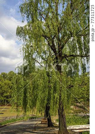 公園の柳の木 77311725