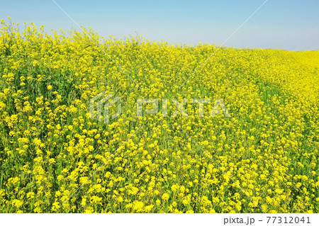 河川敷の菜の花 河川敷の菜の花 77312041