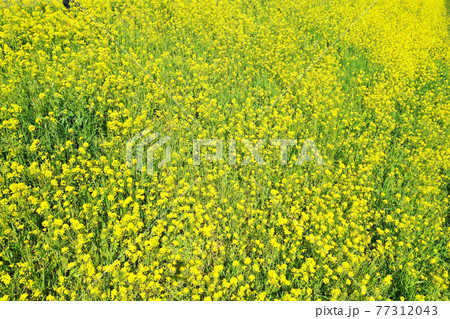 河川敷の菜の花 河川敷の菜の花 77312043