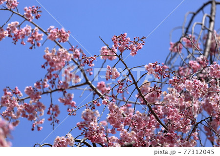 桜の花 77312045