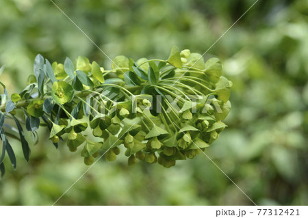 Wulfens spurge Wulfens spurge 77312421