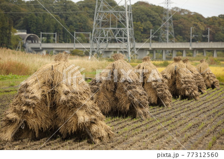 刈った稲を干す 77312560
