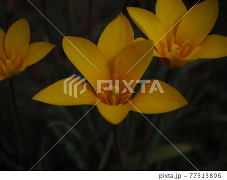 チューリップ 77313896