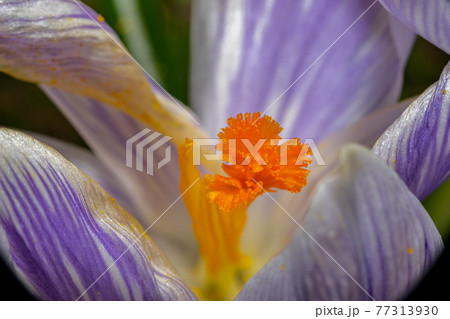 A macro photo of a purple flower with orange pistil and stamen. Purple blurry background. A macro photo of a purple flower with orange pistil and stamen. Purple blurry background. 77313930